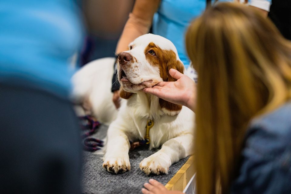 AKC Meet the Breeds® Dallas, Kay Bailey Hutchison Convention Center