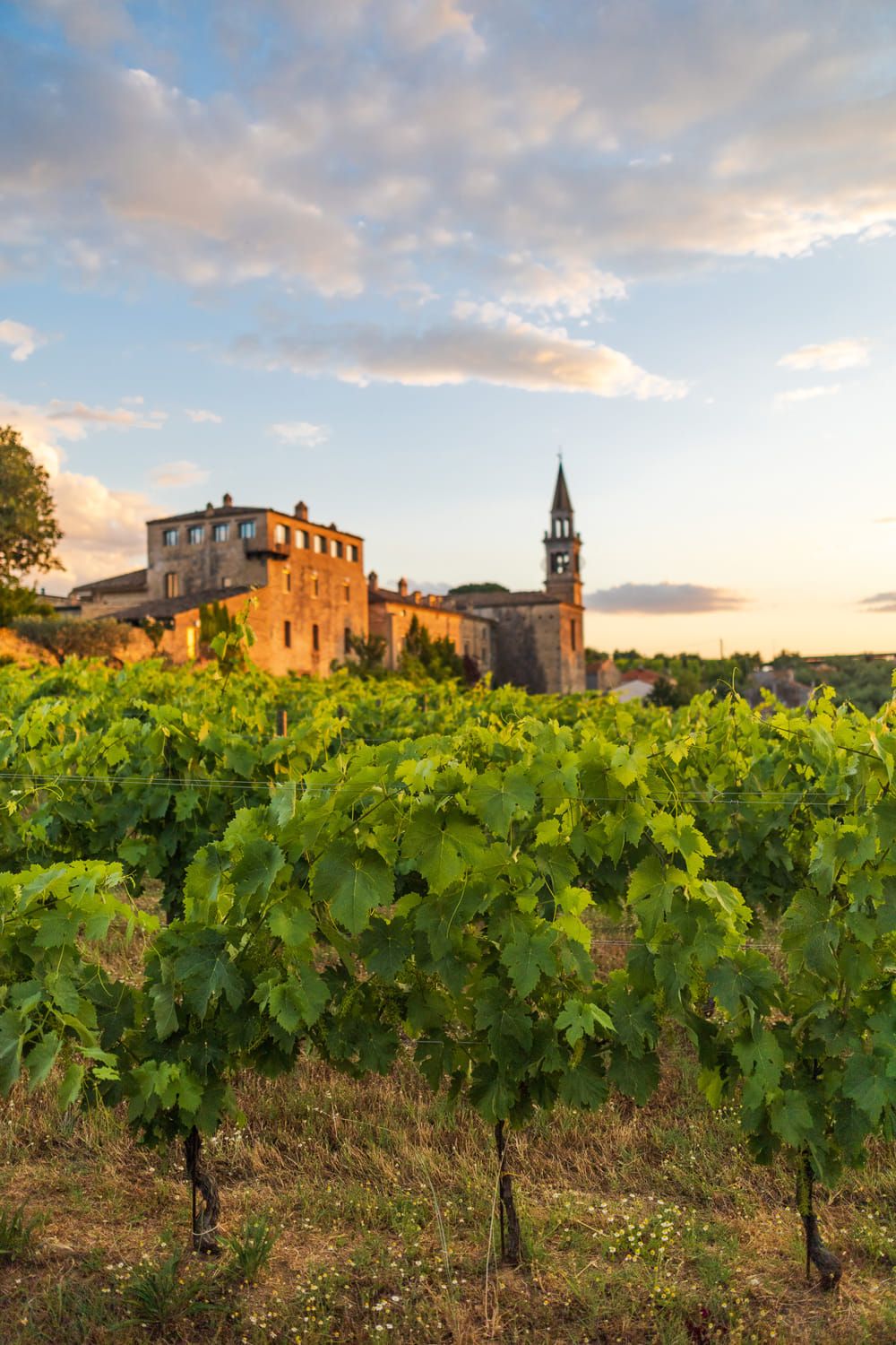 ITALIAN WINE TASTING FROM ABRUZZO 