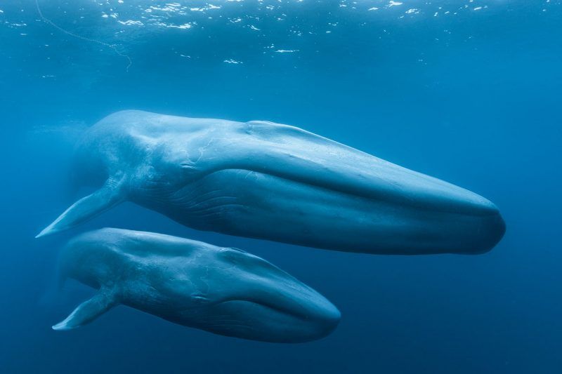 Blue Whales: Return of the Giants 3D Special Presentation \u2013 An Evening with Dr. Diane Gendron