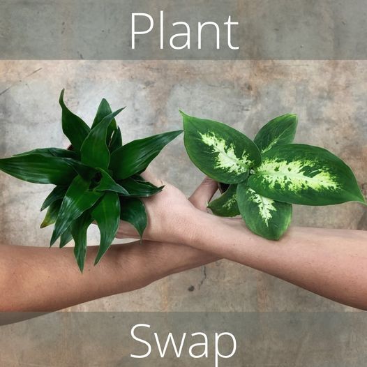 Plant Swap!