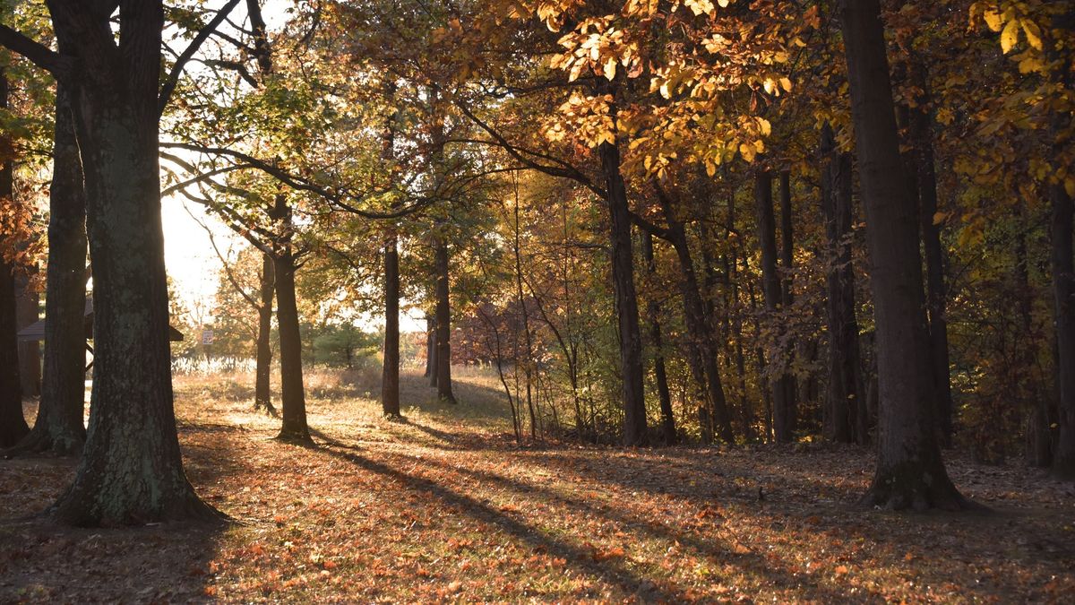 50+ Tree Hike