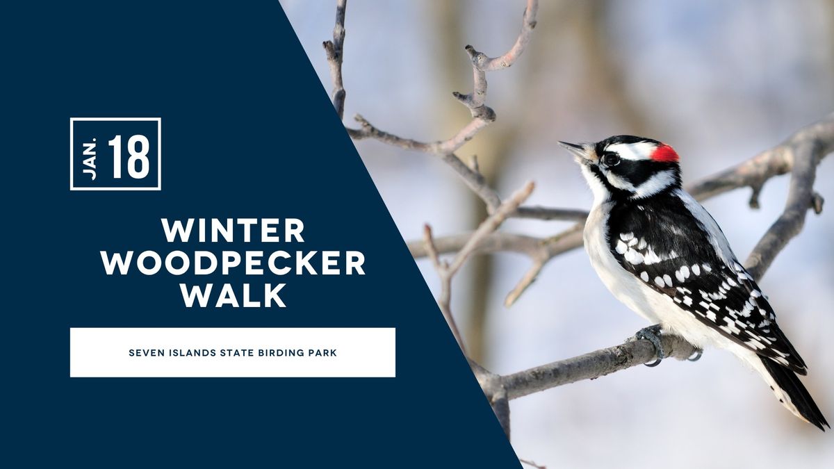 Winter Woodpecker Walk