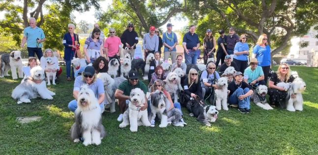 31st Annual Old English Sheepdog Rescue Parade