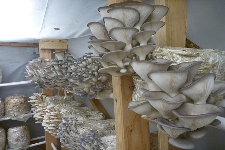 Exciting World of Mushrooms