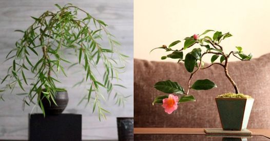 現代インテリアにあうモダン盆栽教室 炉開き椿と六角堂柳盆栽 Kontacto East Ltd 東京都港区西麻布2 25 11 1f Minato Ku Tokyo Japan 106 0031 5 June 21 現代インテリアにあうモダン盆栽教室 炉開き椿と六角堂柳盆栽 Kontacto East Ltd 東京都港区西麻布2 25 11 1f Minato Ku Tokyo Japan 106 0031 5 June 21