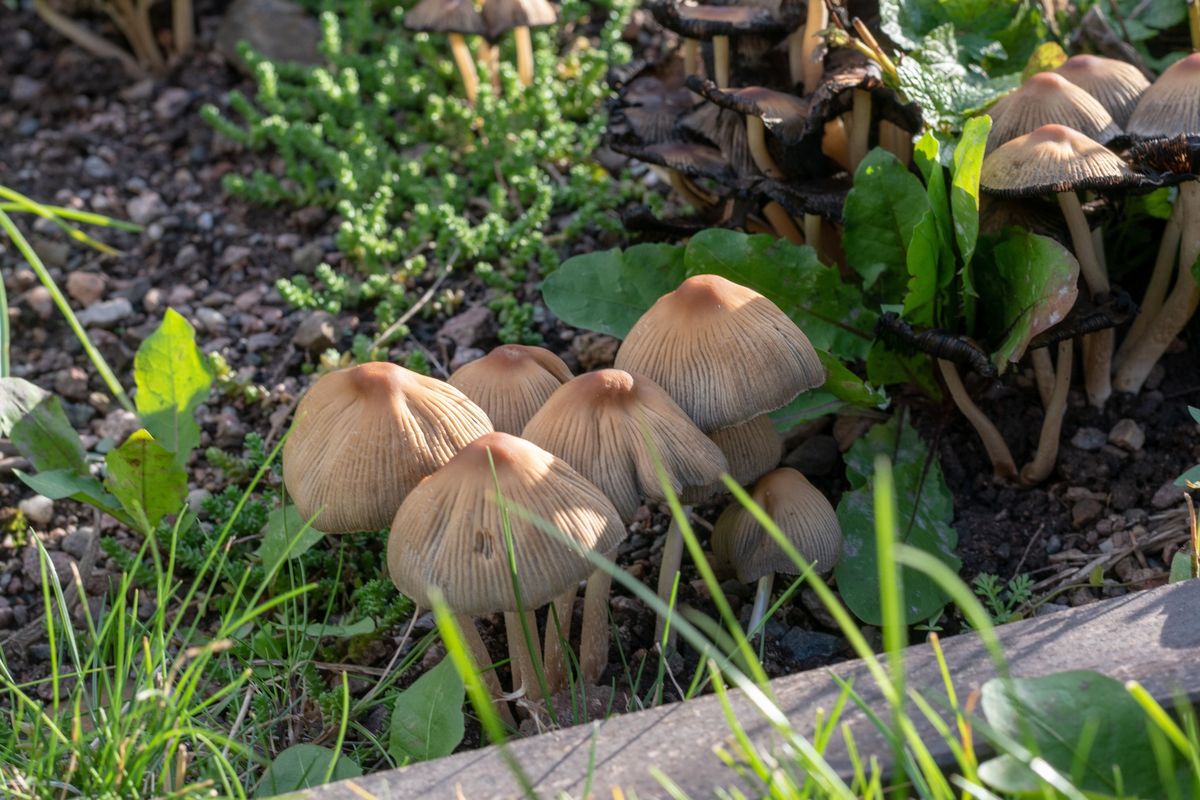 Mushroom Mayhem: Amending and Enhancing Garden Soil with Mushrooms