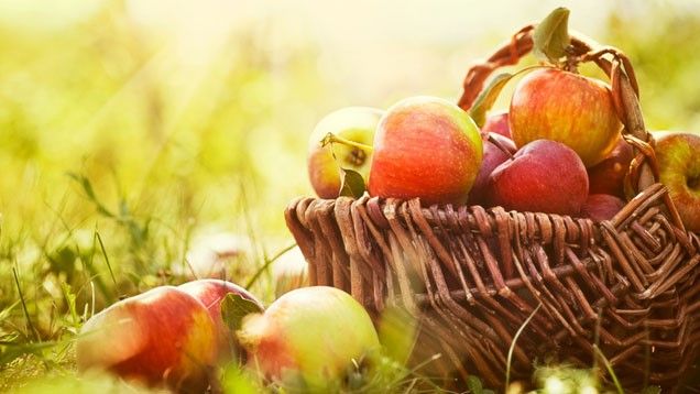 Mit den Pflanzen durch das Jahr - "Herbstzauber"