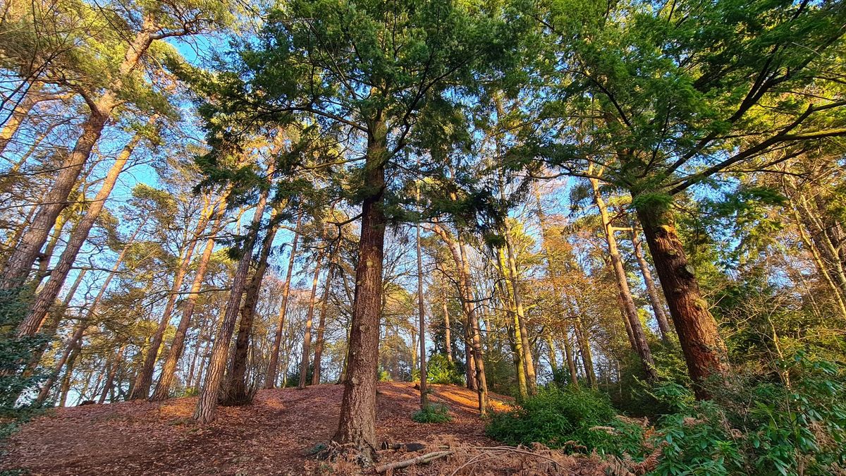 Wellbeing Walk - Mindful Walk with Guided Meditations