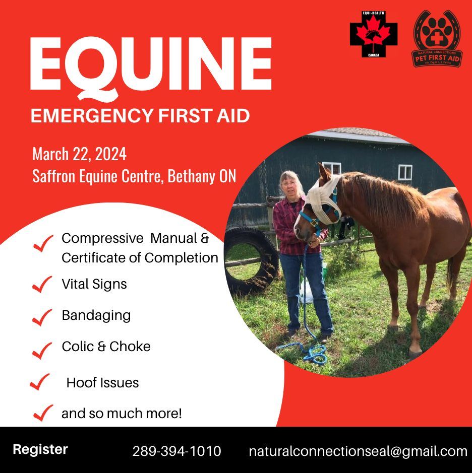 Equine First Aide Training