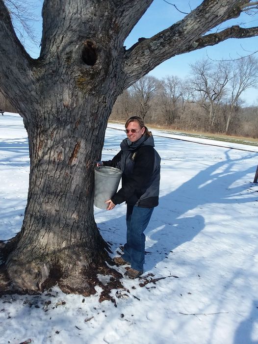 Tapping Trees for Maple Syrup