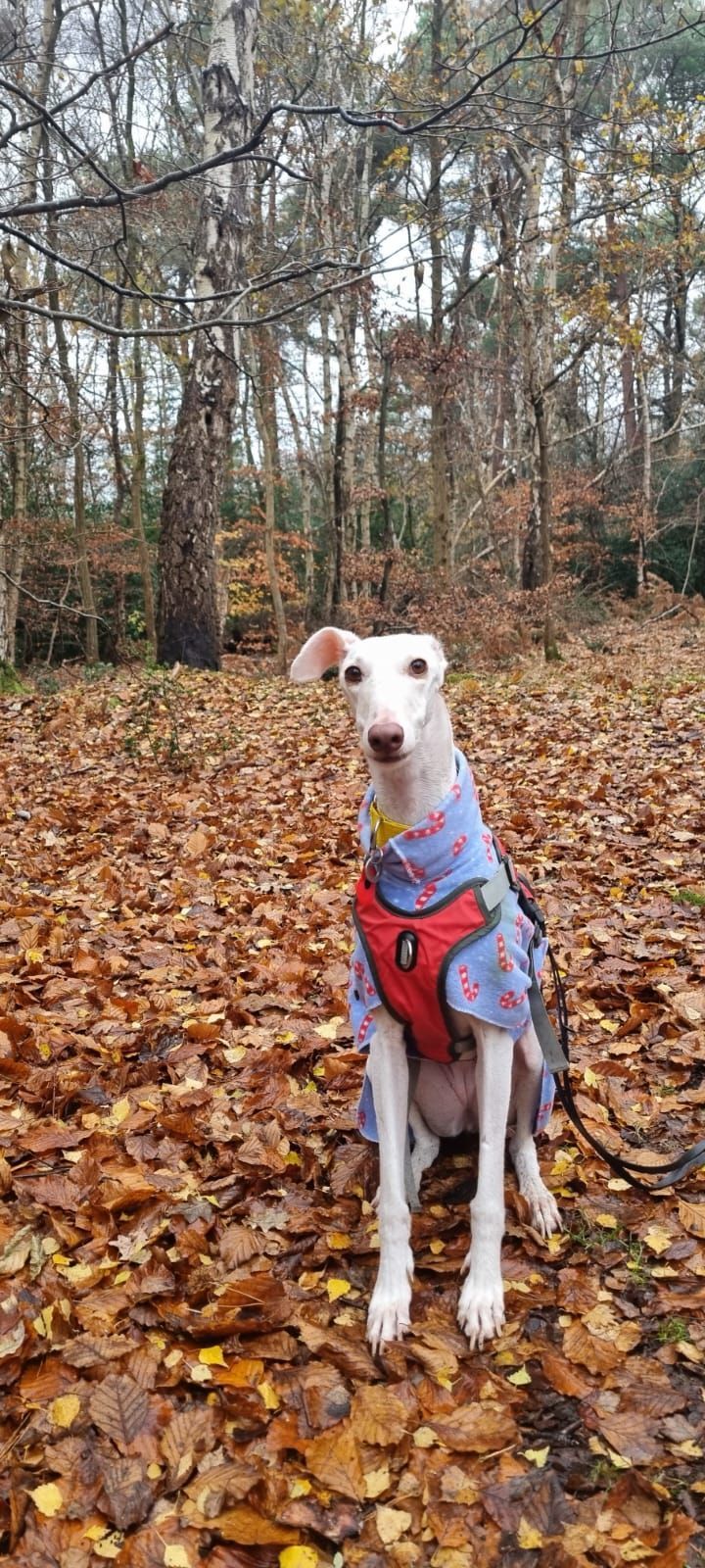 Snowy's going for a walk