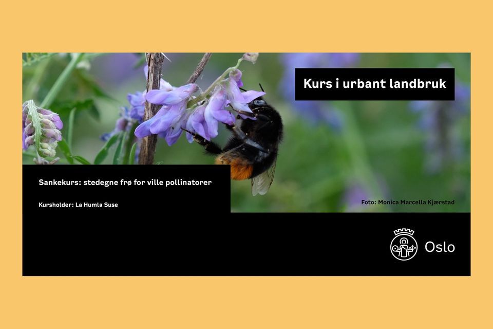 Sankekurs: Stedegne fr\u00f8 for ville pollinatorer