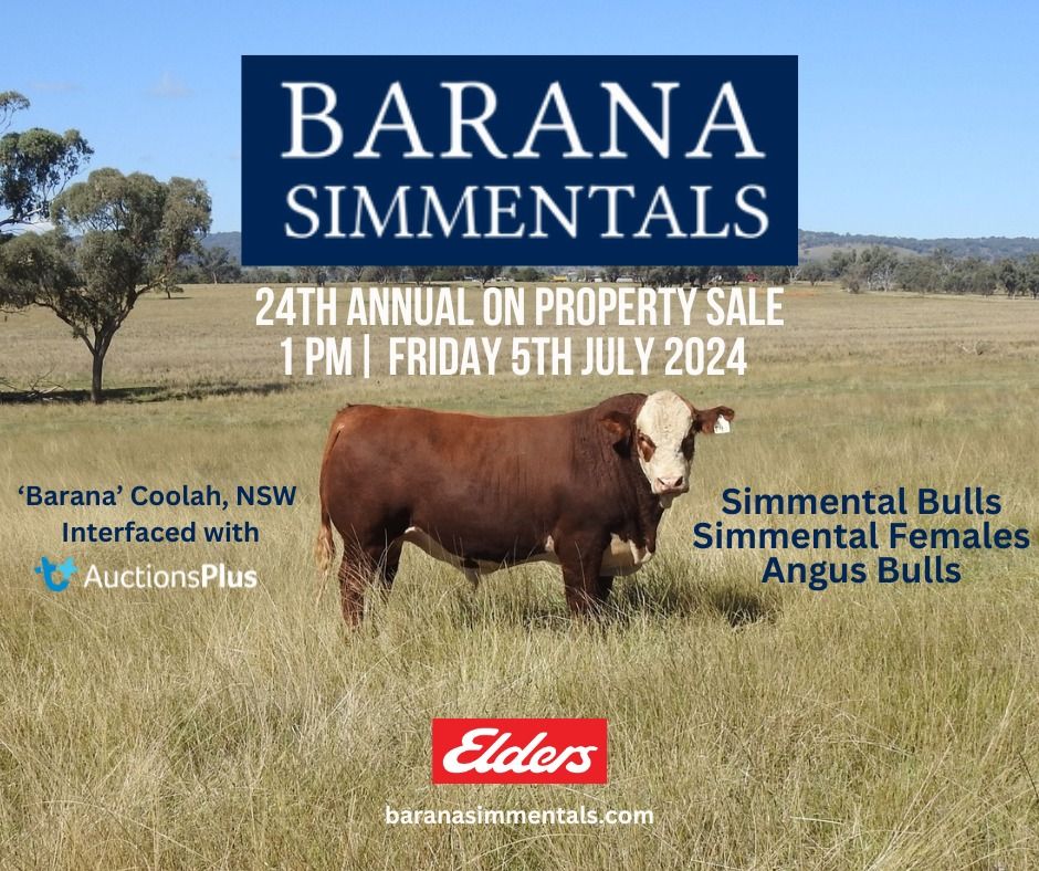 24th Annual Barana Simmentals & Angus Sale 2024