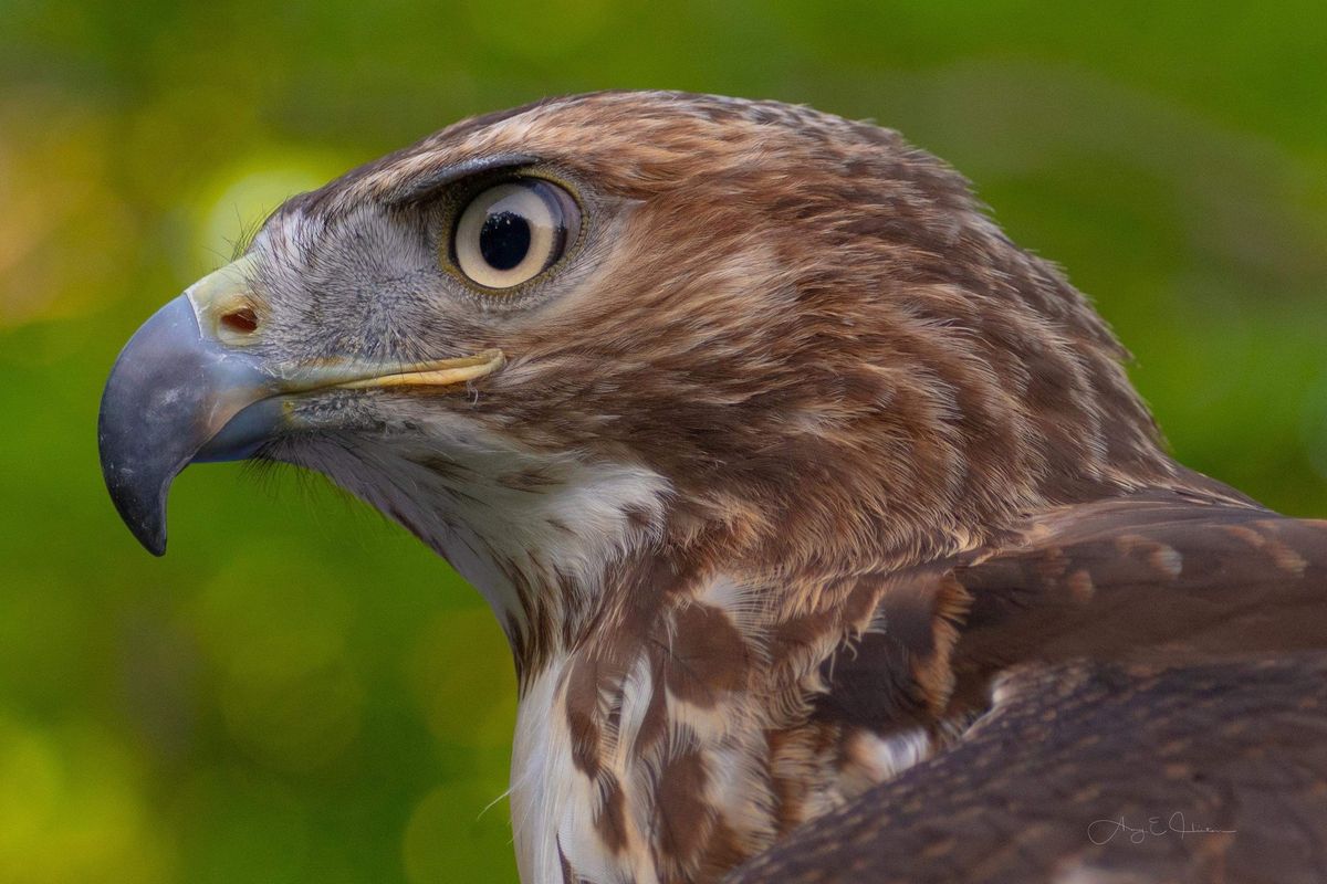 Loudon Rec Presents: Tailwinds - Birds of Prey (Free Event)