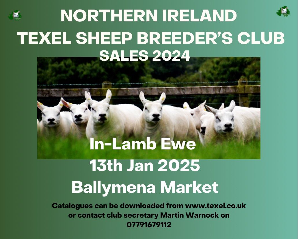 NI Texel Sheep Breeder\u2019s Club In-Lamb Sale