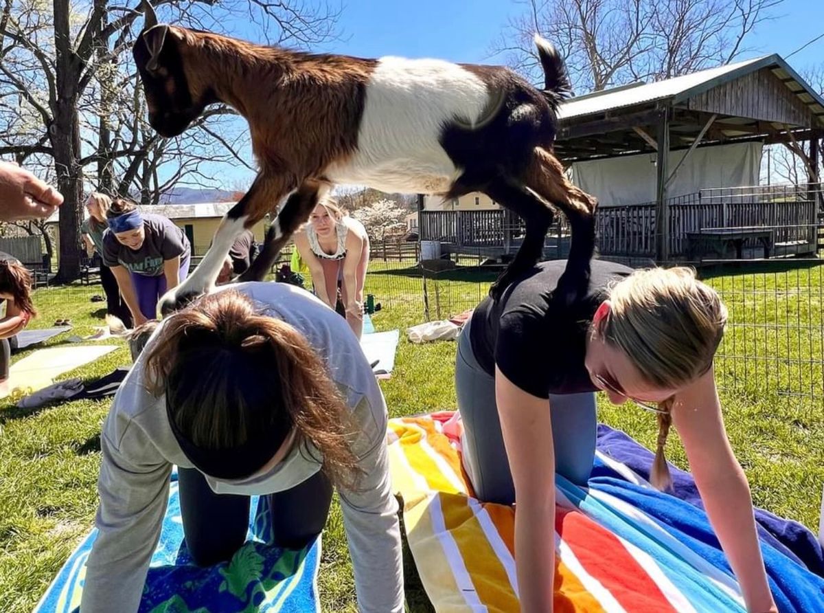 Goat Yoga At Pinellas Ale Works