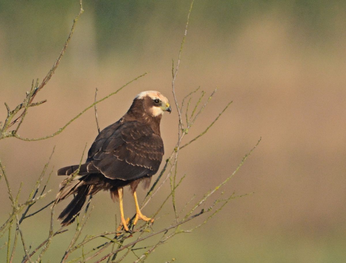 Raptor I.D Workshop