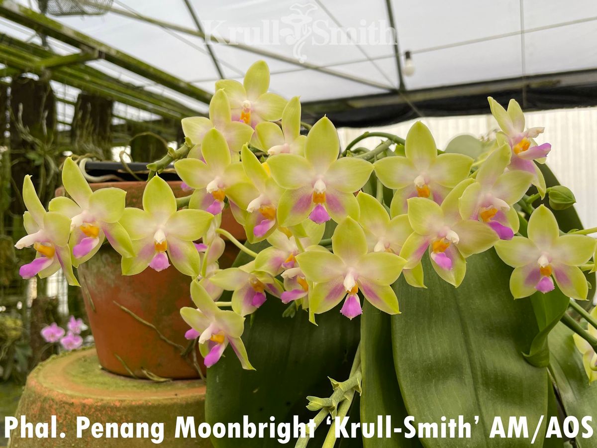 Fourth of July Krull-Smith Orchid Sale