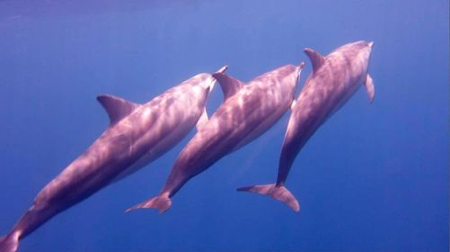 Kids Swim 泳ぐのが楽しくなるhs Style ドルフィンスイム練習会 尼崎スポーツの森 Takarazuka 25 April 21