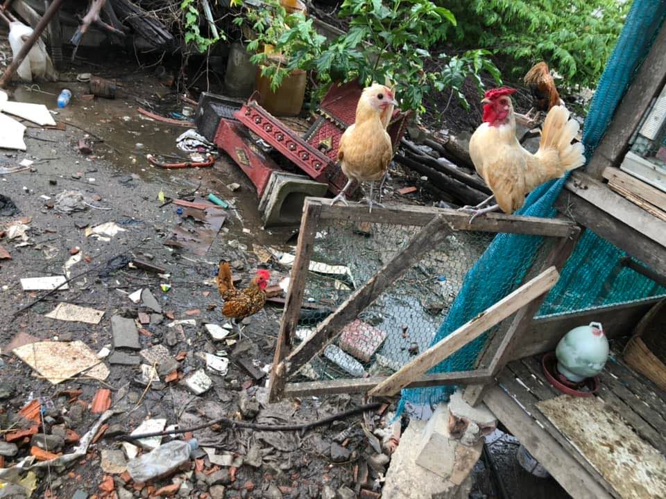 Chicken and Pigeon Show