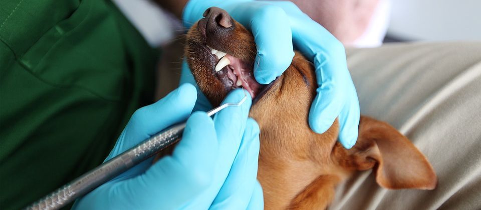 Vista, CA - Dog dental cleaning 