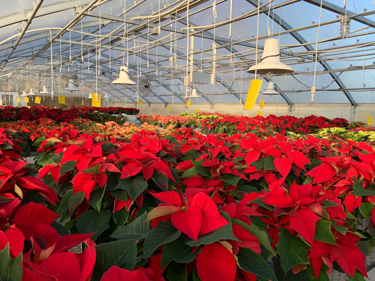 Christmas in the Greenhouse