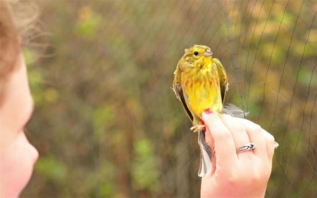 Bird Ringing at West Stow