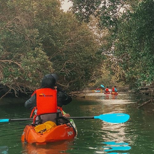 Guided Kayak Tour in the Mangroves