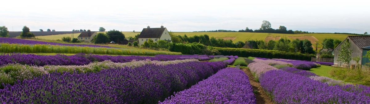 Day Trip to Cotswold Lavender Fields