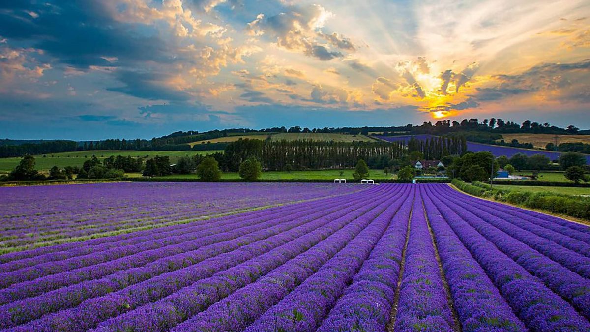 Day Trip to Cotswold Lavender Fields