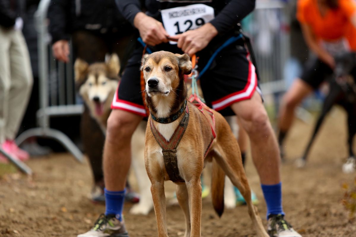 GPc3R 2024 - Grand Prix Canin de Trois-Rivieres