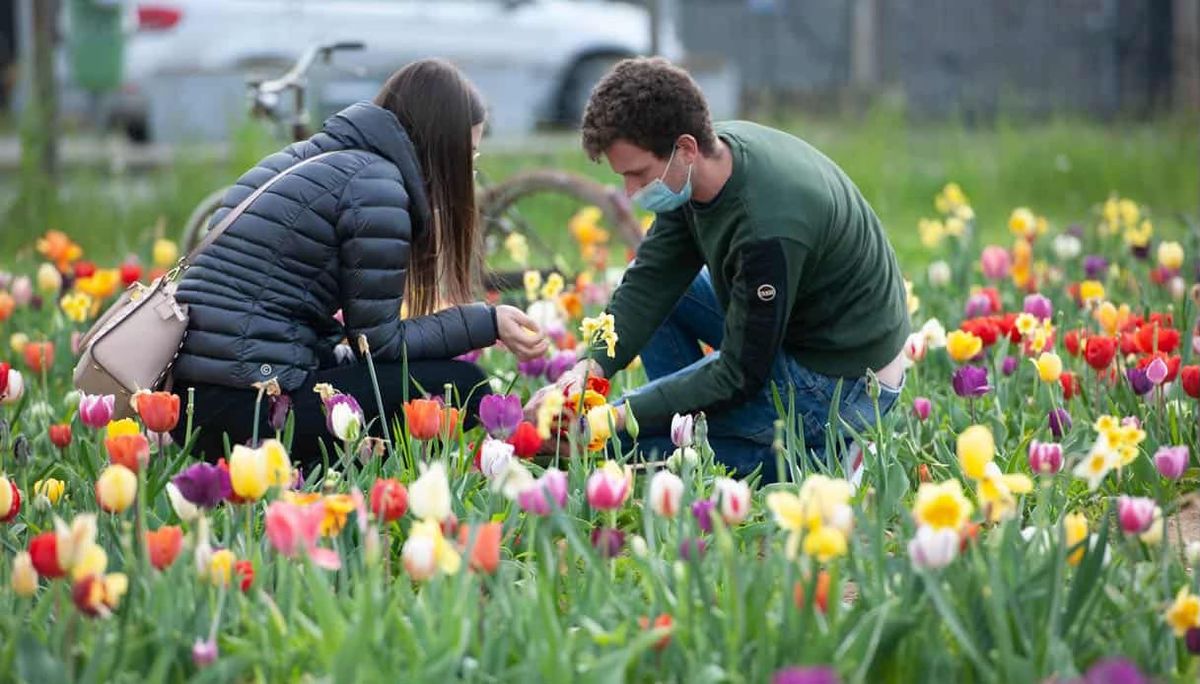 Campi di tulipani MILANO