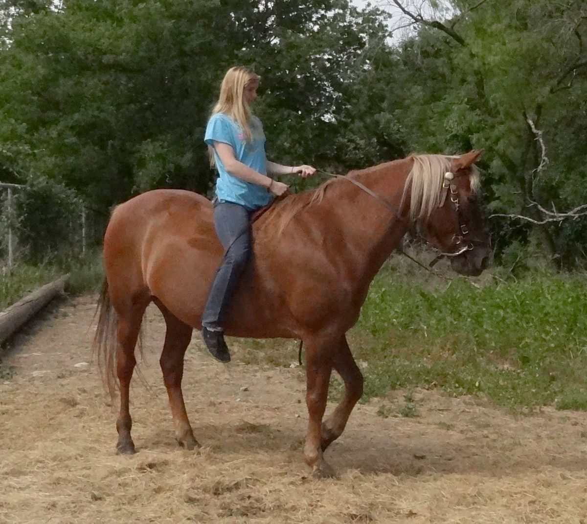 Horsemanship for the everyday rider: guide