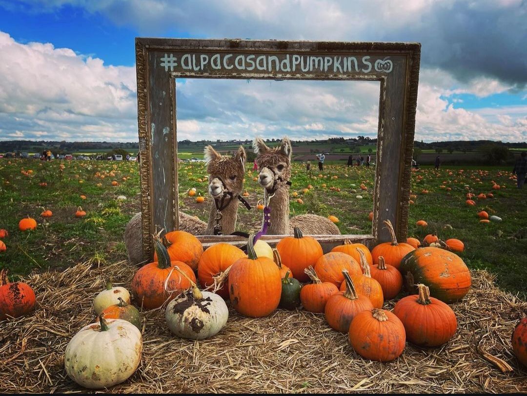 Pumpkins & Alpacas 