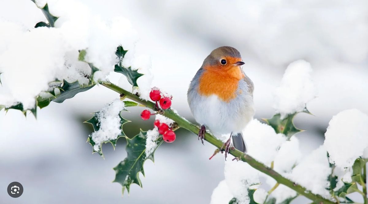 Guided Winter Bird Walk - Ticketed Event