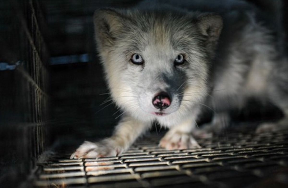 Toronto - National Anti-Fur Day Protest