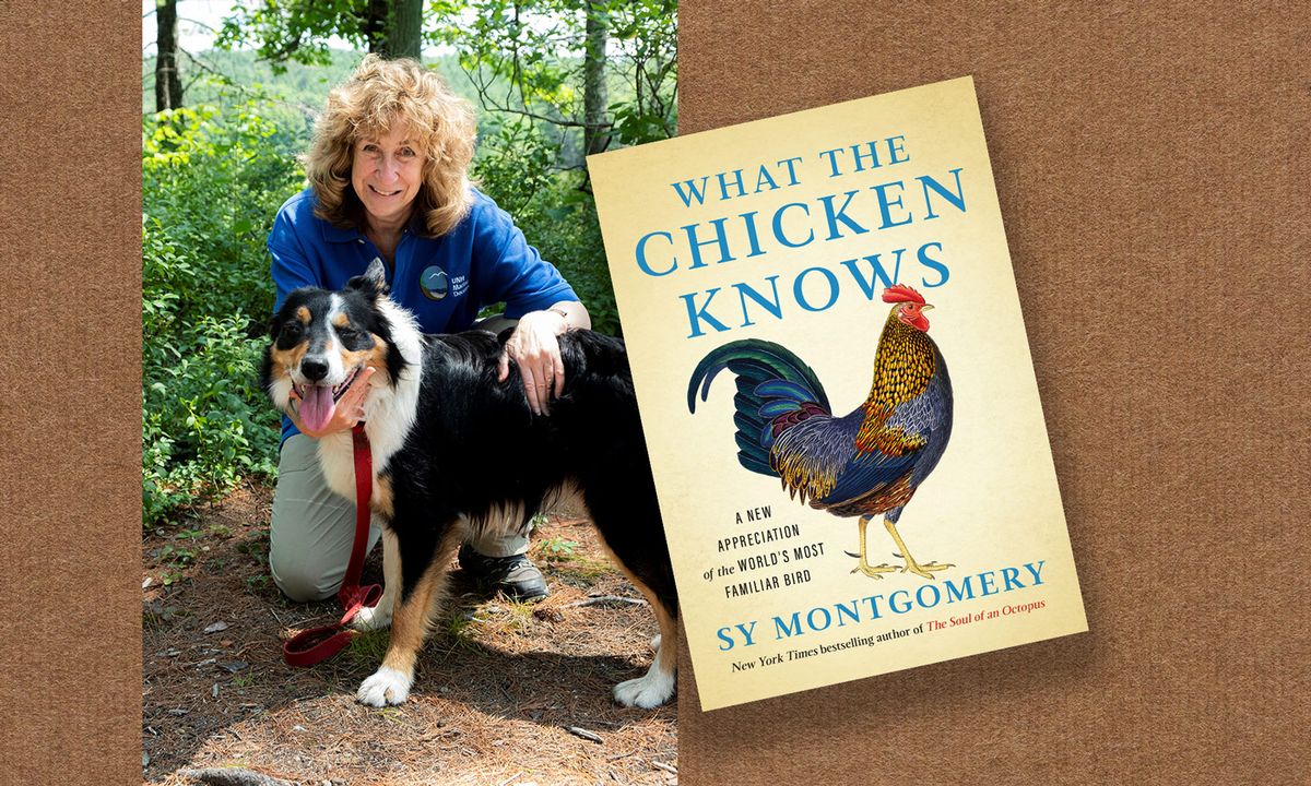 What the Chicken Knows - Sy Montgomery