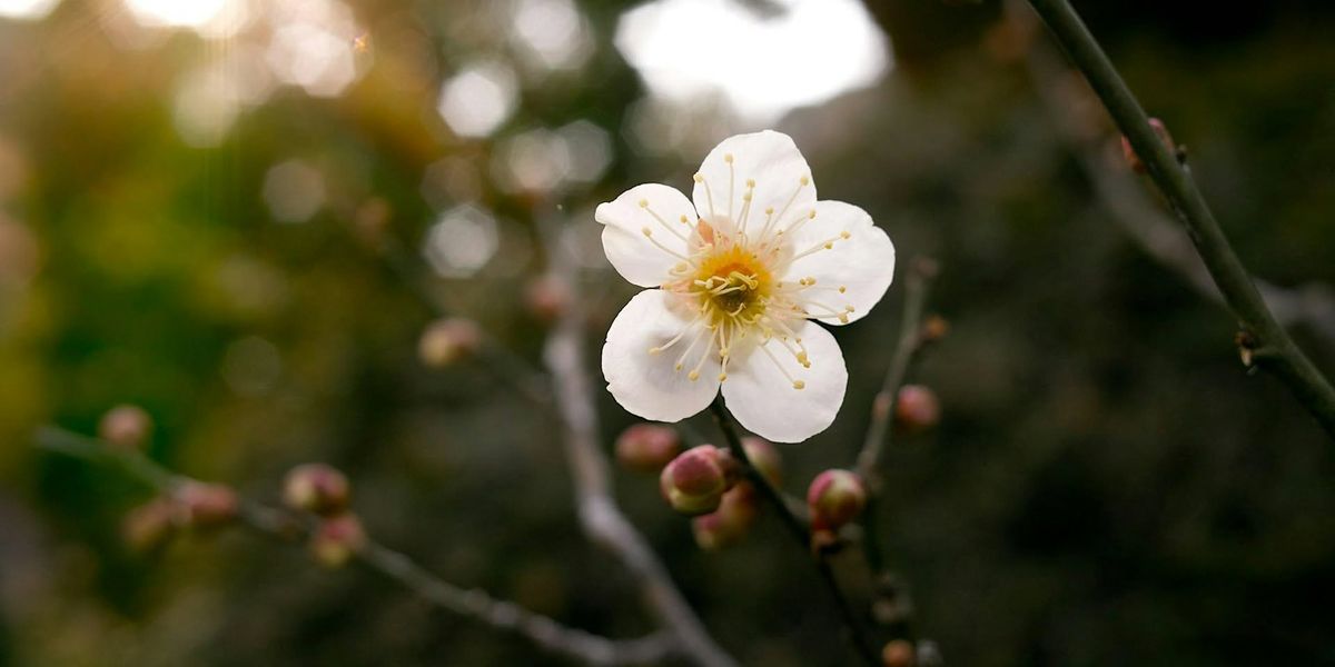 Unwind in the Woods: forest bathing at Salcey