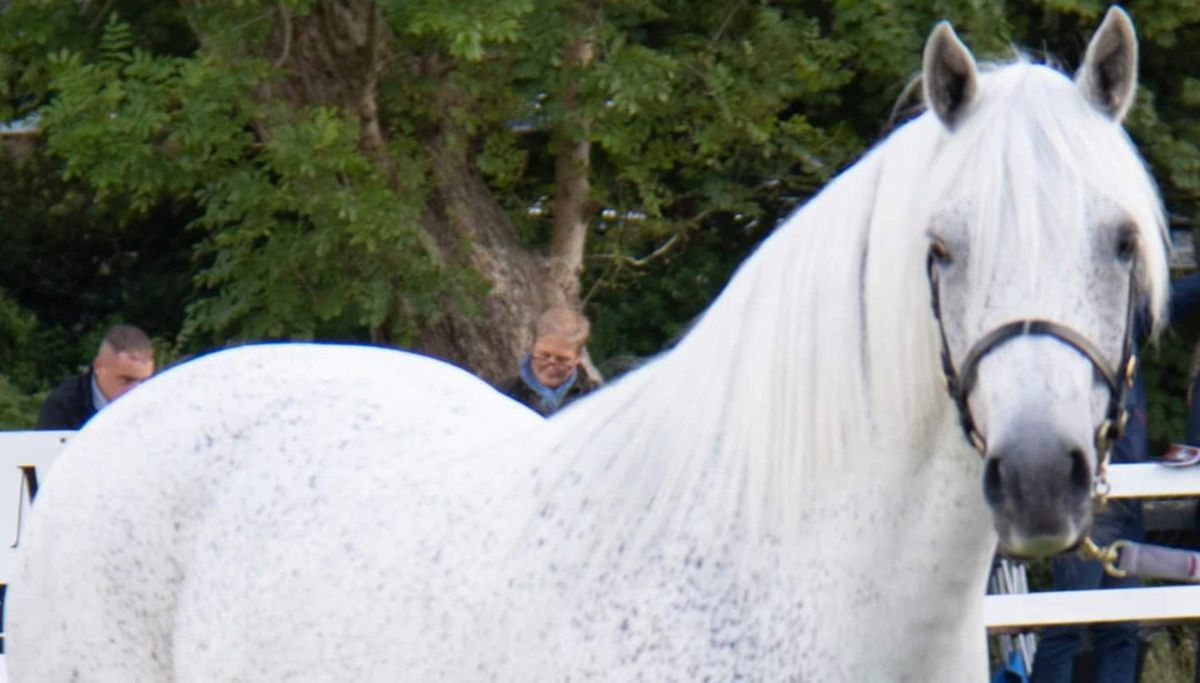 Connemara Pony Of The Year Show 