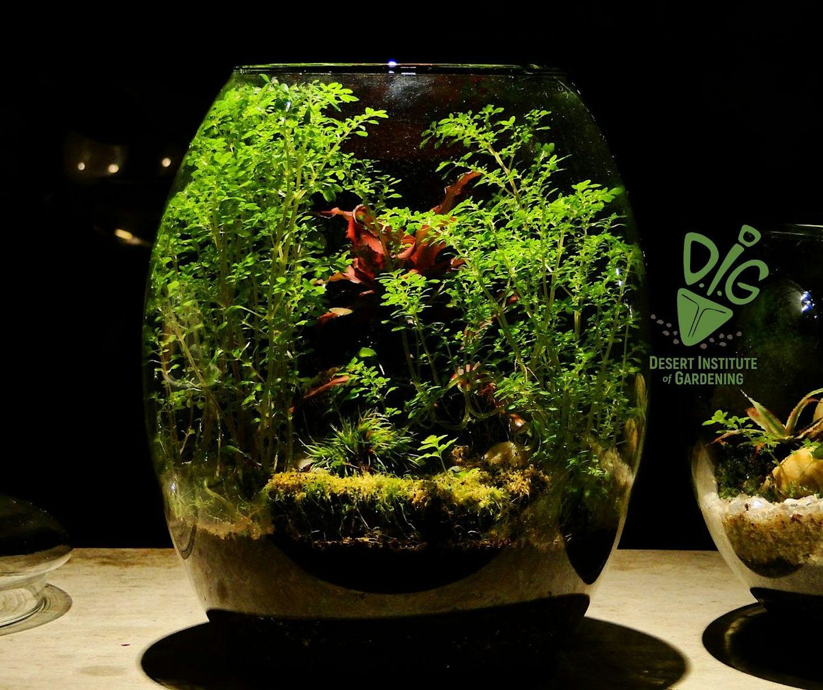 DIG IN-PERSON: What the -arium? Terrarium Basics