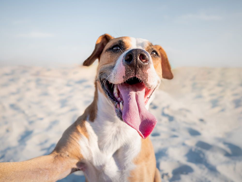 Make My Dog Smile Series: Self-Control