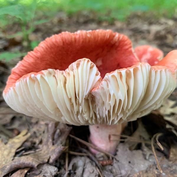 Mushroom Mountain Farm Tour