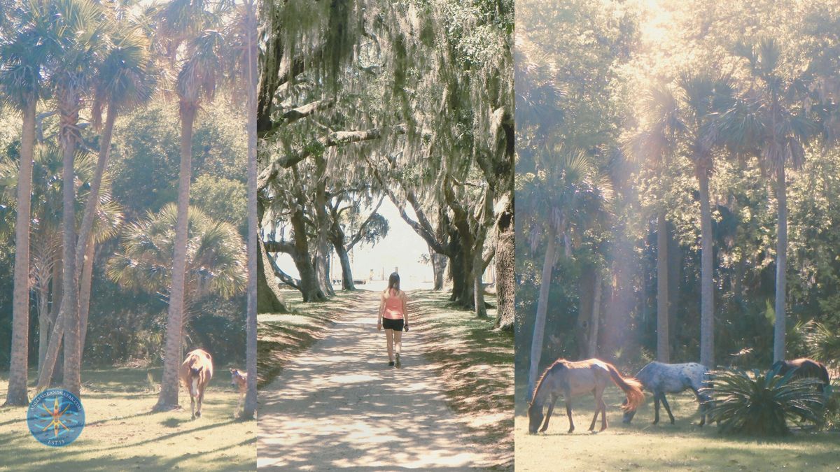 Cumberland Island & Dungeness Ruins