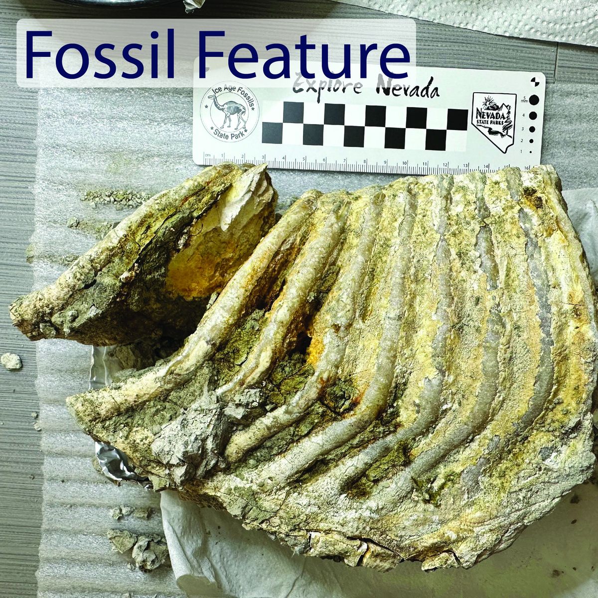 Fossil Feature