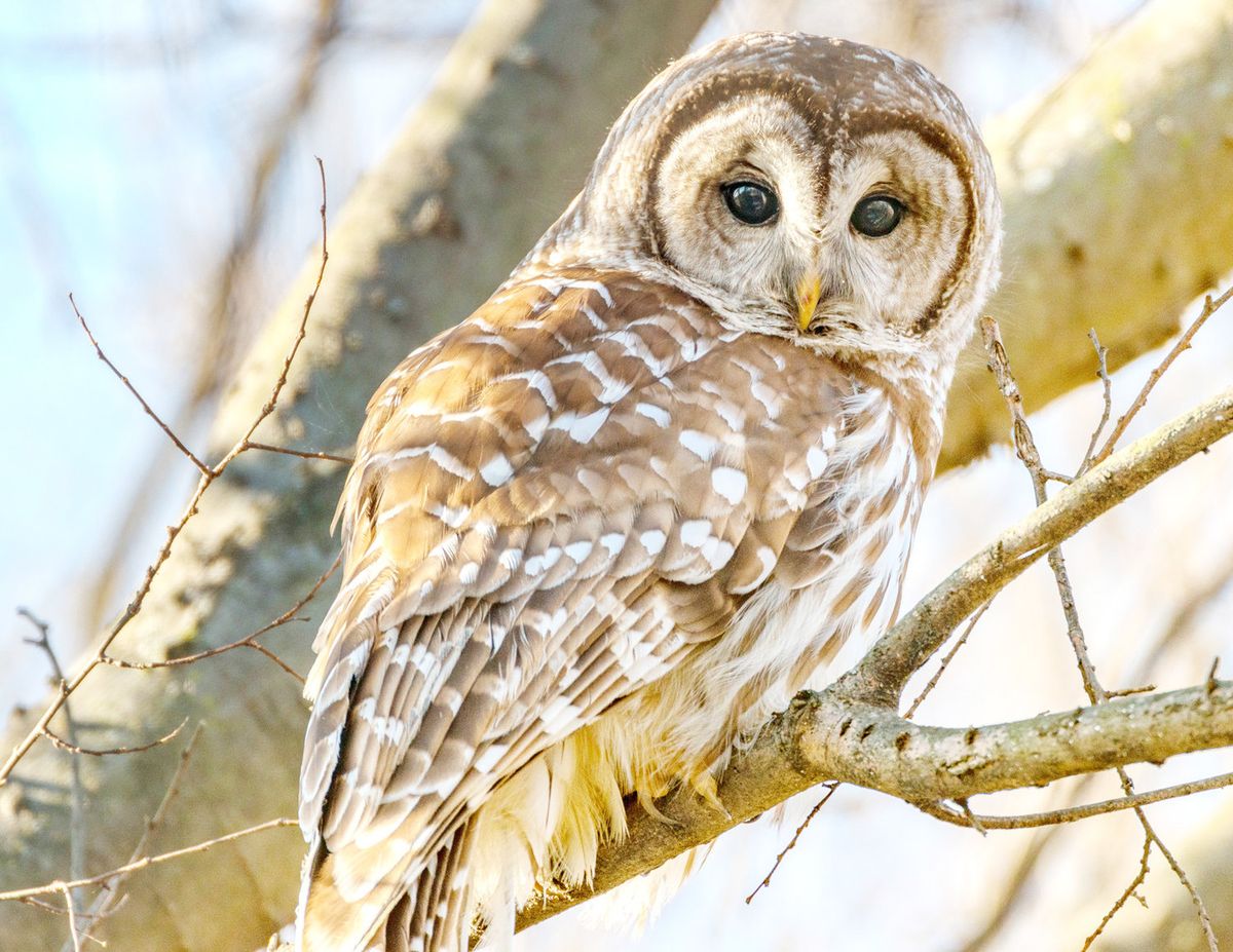 Live Birds at First Reformed Church of Scotia