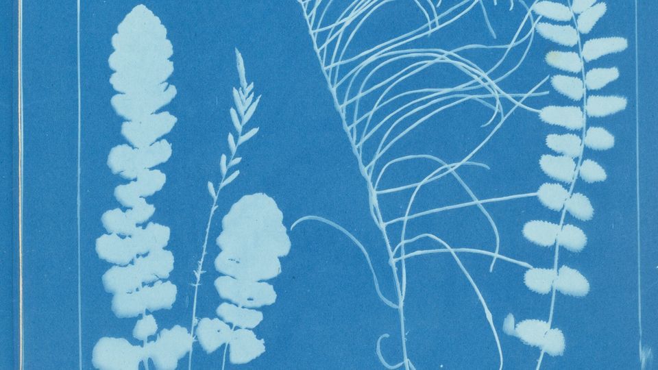 Piringatahi | Special Collections Up Close: Fern Books and Albums