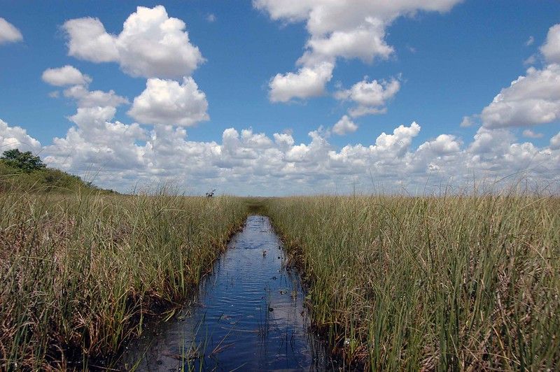 Conservation of the Florida Everglades with Dr. Paul Gray