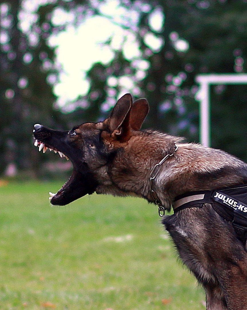 Talentsichtung und Ausstellung f\u00fcr Deutsche & Belgische Sch\u00e4ferhunde 