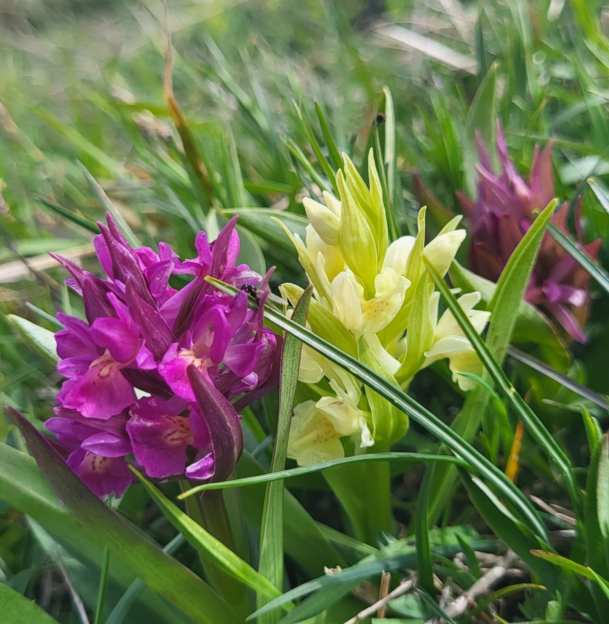 ORCHIDEE SELVATICHE con l'esperto ALBERTO MANDOZZI a Santa Maria in Pantano, pranzo in Agrimusicismo