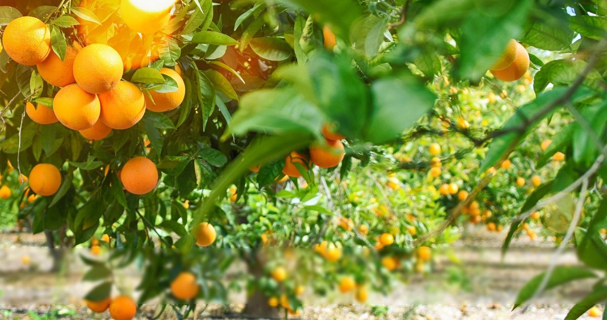 Citrus Success Class - FREE Gardening Class